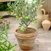 Olea Europaea Olive Tree - Premium Healthy Indoor Evergreen Fruit Plant 14cm Pot