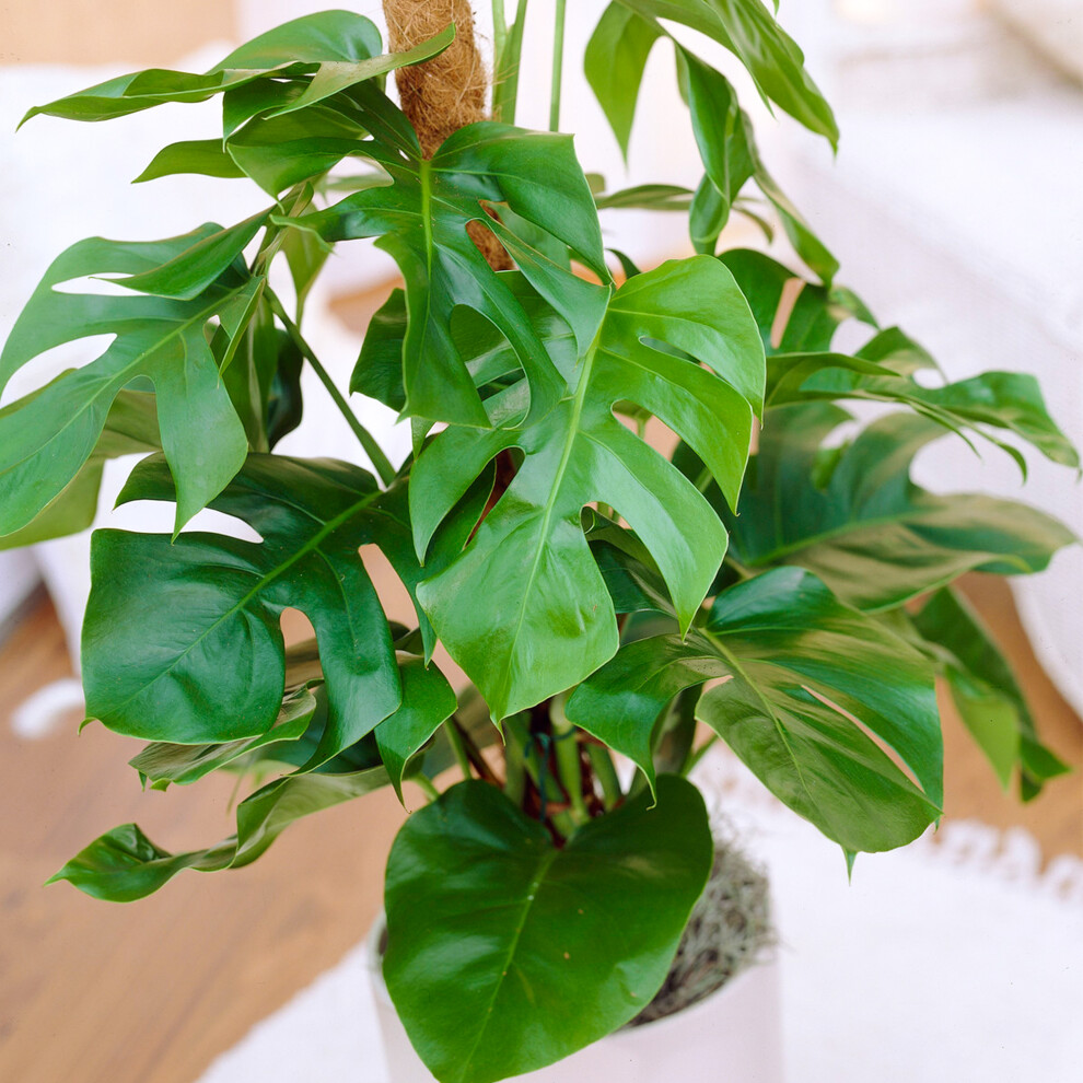 Monstera Deliciosa Swiss Cheese Plant | Ideal for Home or Office | 40-50cm Potte