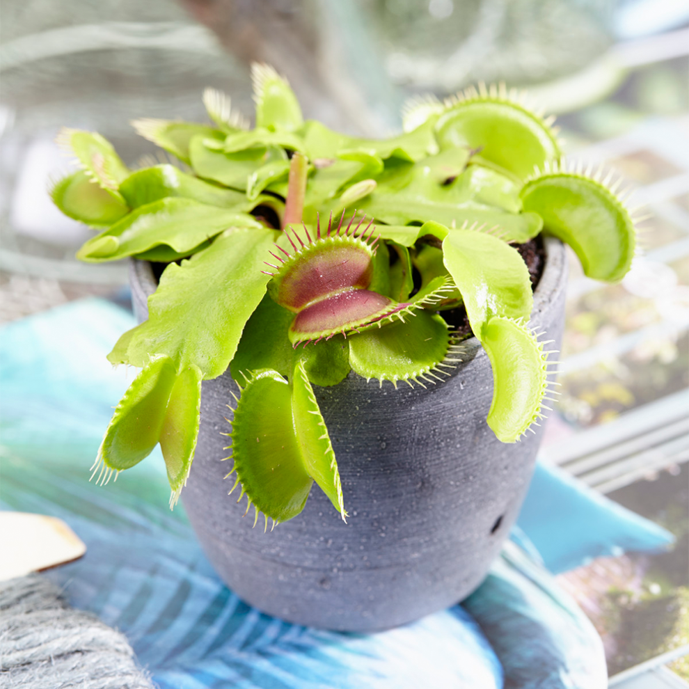 Gardeners Dream Venus Fly Trap Dionea Muscipula Tropical Carnivorous Indoor House Plant 9Cm Pot