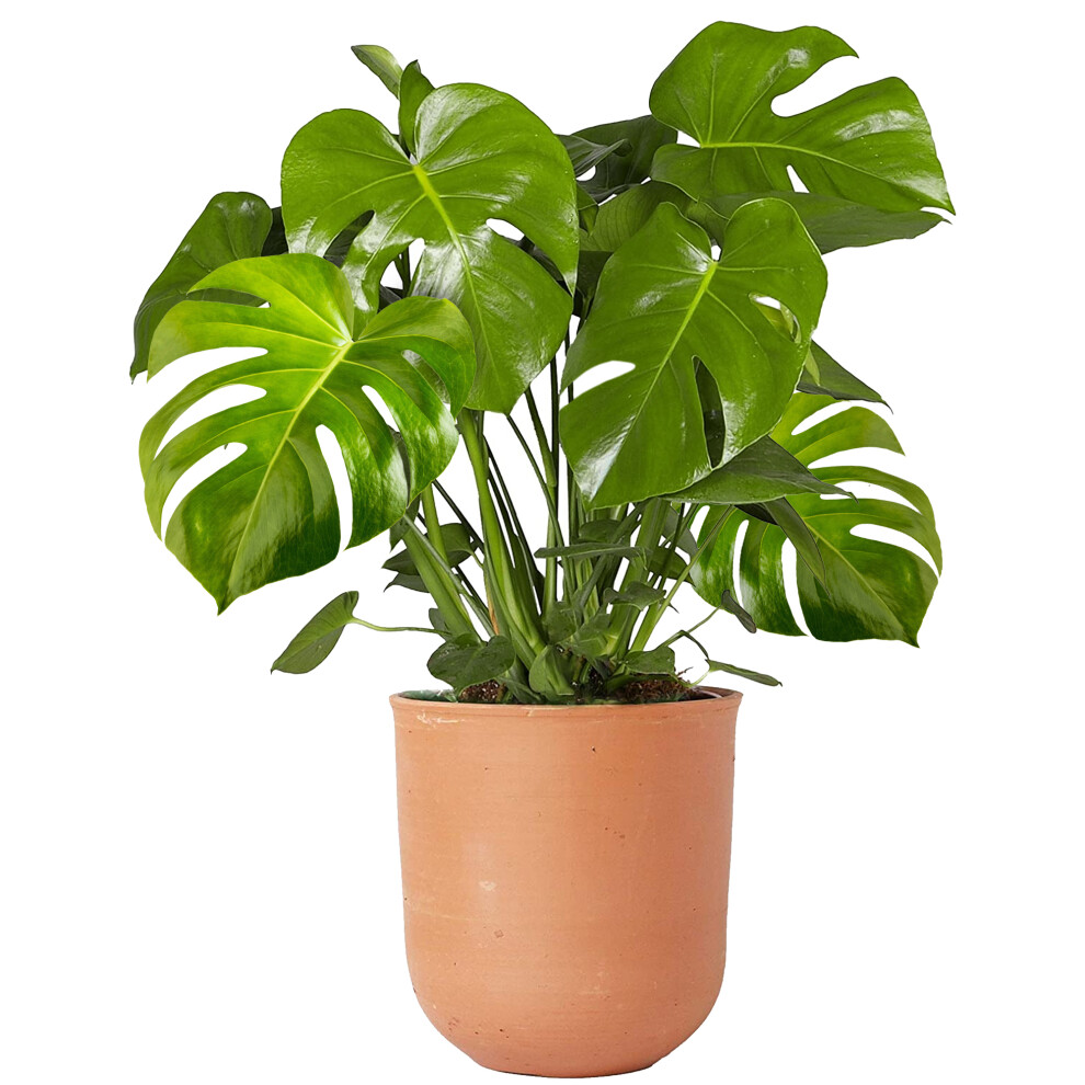 Indoor 40-50cm Potted | Monstera Deliciosa Swiss Cheese Plant