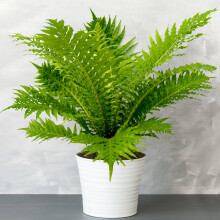 Blechnum Silver Lady | Dwarf Evergreen Fern Houseplant for Sale | 25-35cm Potted
