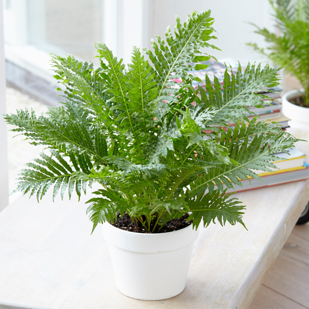 Gardeners Dream 1 X Blechnum Lady | Premium Indoor Plant Gifts | 25-35Cm Fern With Pot Silver