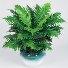Elegant Blechnum Silver Lady | Best Indoor Plants | 25-35cm Potted Dwarf Fern