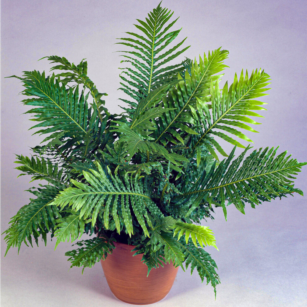 Gardeners Dream Small Delicate Blechnum Lady | Indoor Potted Fern | Plant Gift For Sale Silver