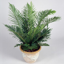 Blechnum Silver Lady Dwarf Fern | Perfect for Home or Office (25-35cm Incl. Pot)