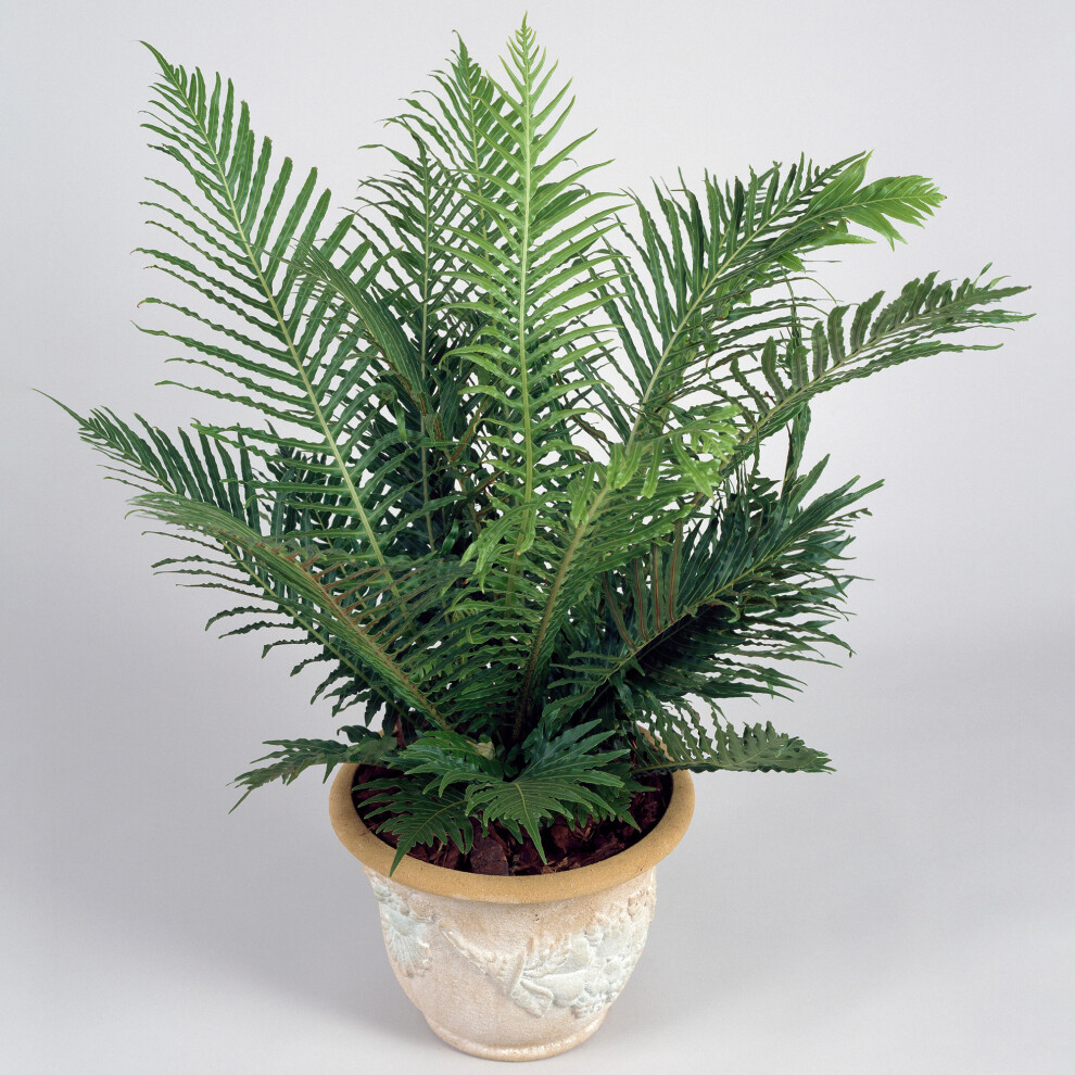 Gardeners Dream Blechnum Lady Dwarf Fern | Perfect For Home Or Office (25-35Cm Incl. Pot) Silver