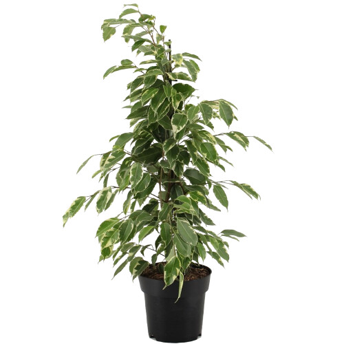 Gardeners Dream Ficus benjamina Golden King (12cm) V1 2