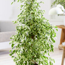 Ficus benjamina Golden King (12cm) V1