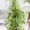 Gardeners Dream Ficus benjamina Golden King (12cm) V1 1