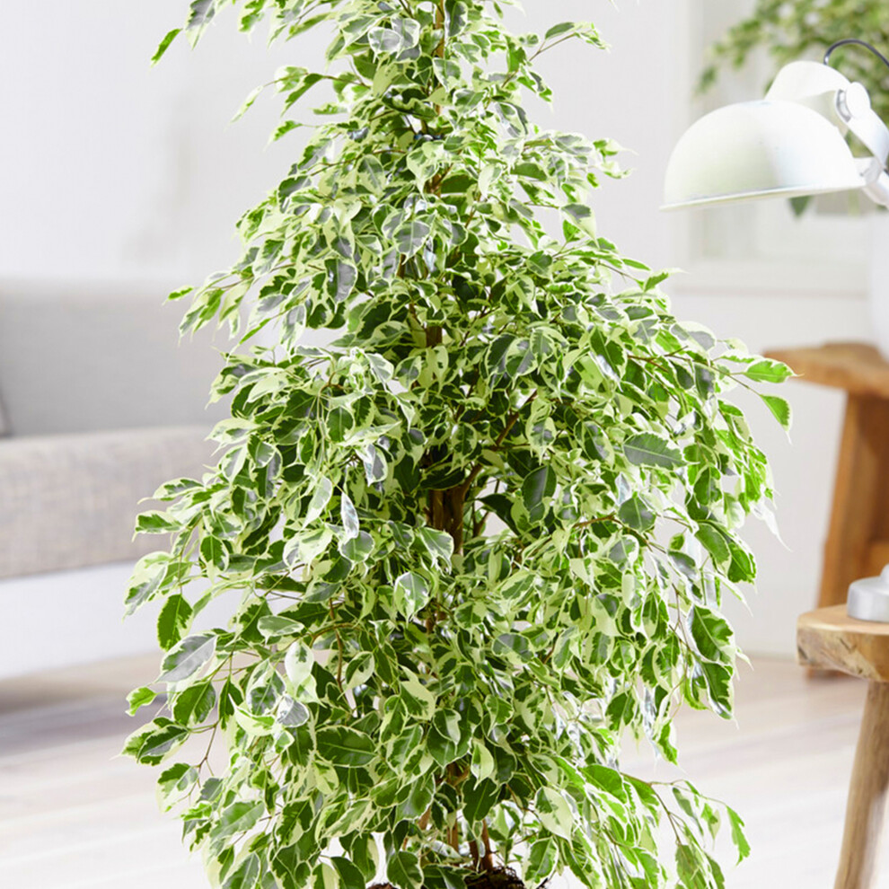 Ficus benjamina Golden King (12cm) V1