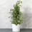 Gardeners Dream Ficus benjamina Golden King (12cm) V2 1