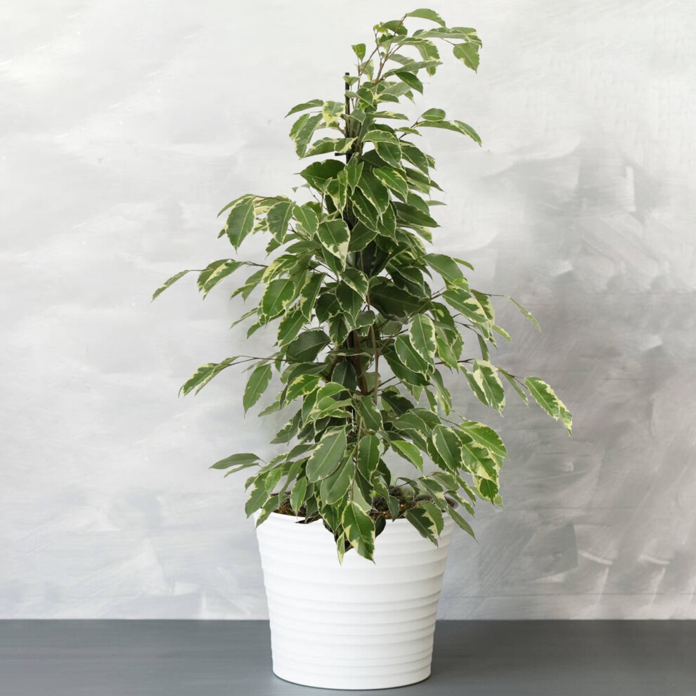Gardeners Dream Ficus Benjamina King (12Cm) V2 Golden