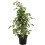 Gardeners Dream Ficus benjamina Golden King (12cm) V3 3