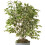 Gardeners Dream Ficus benjamina Golden King (12cm) V3 1