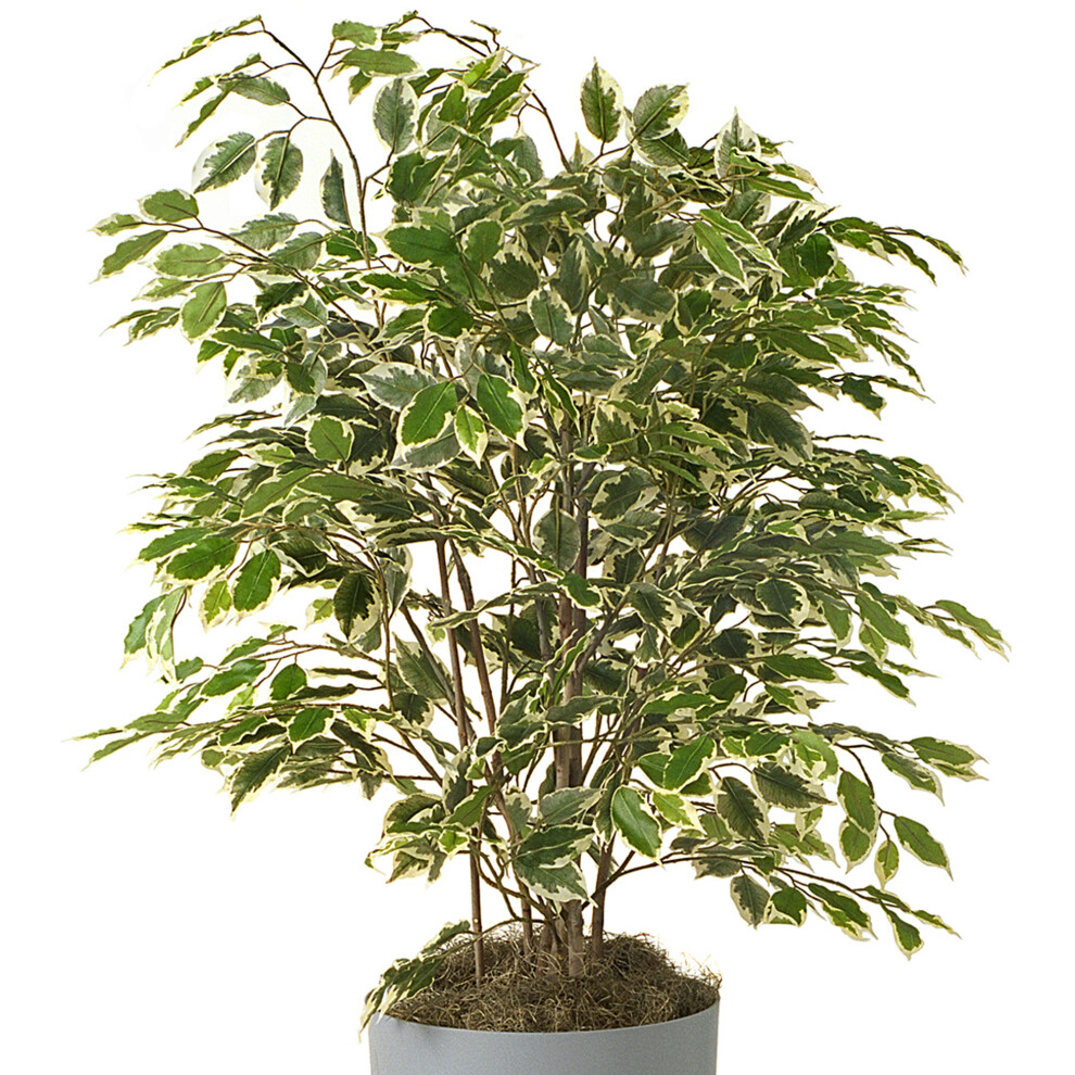 Gardeners Dream Ficus Benjamina King (12Cm) V3 Golden