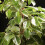 Gardeners Dream Ficus benjamina Golden King (12cm) V3 4