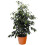 Gardeners Dream Ficus benjamina Danielle (12cm) V2 2