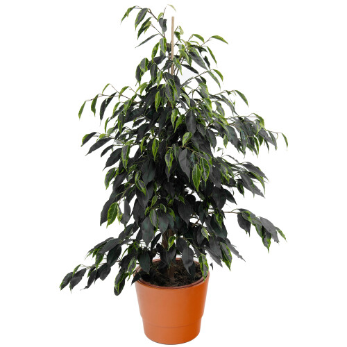 Gardeners Dream Ficus benjamina Danielle (12cm) V2 1
