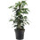 Gardeners Dream Ficus benjamina Danielle (12cm) V2 3