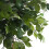 Gardeners Dream Ficus benjamina Danielle (12cm) V2 4