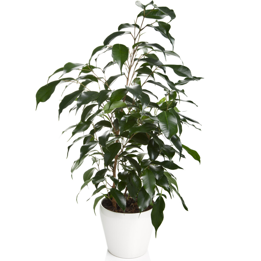 Gardeners Dream Ficus Benjamina Danielle (12Cm) V3