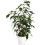Gardeners Dream Ficus benjamina Danielle (12cm) V3 2