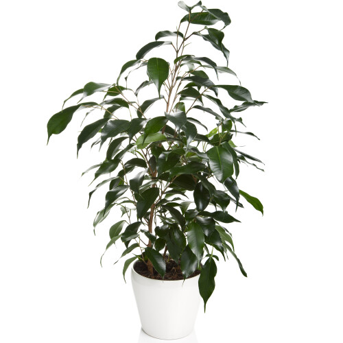 Gardeners Dream Ficus benjamina Danielle (12cm) V3 1