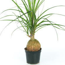 Beaucarnea Recurvata Ball (12cm)