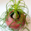 Gardeners Dream Beaucarnea Recurvata Ball (12cm) V1 2