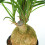 Gardeners Dream Beaucarnea Recurvata Ball (12cm) V3 4
