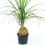 Gardeners Dream Beaucarnea Recurvata Ball (12cm) V3 3