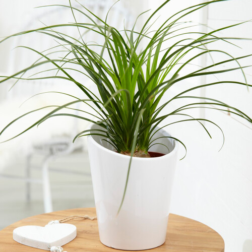 Gardeners Dream Beaucarnea Recurvata Ball (12cm) V3