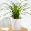 Gardeners Dream Beaucarnea Recurvata Ball (12cm) V3 2