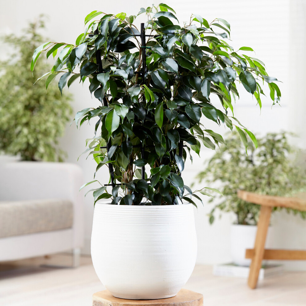 Gardeners Dream Ficus Benjamina Danielle (12Cm) V1
