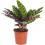 Gardeners Dream Calathea Insignis (14cm) 2