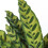 Gardeners Dream Calathea Insignis (14cm) 3