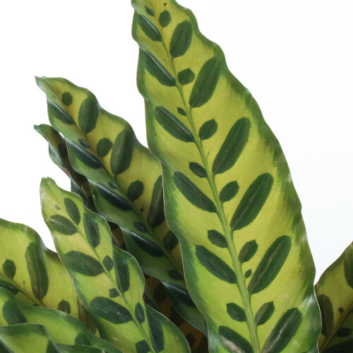 Gardeners Dream Calathea Insignis (14cm) 2