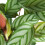 Gardeners Dream Calathea Compact Star (12cm) 3