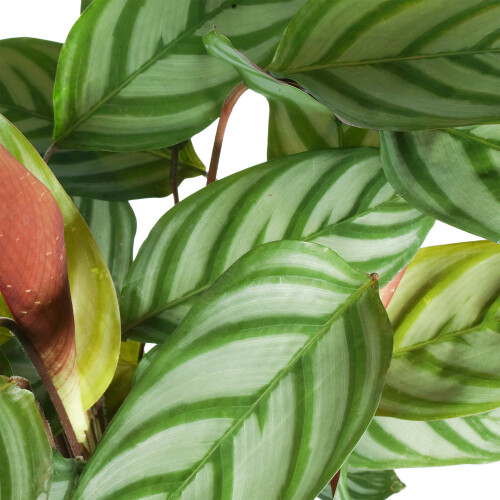 Gardeners Dream Calathea Compact Star (12cm) 2