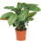 Gardeners Dream Calathea Compact Star (12cm) 1