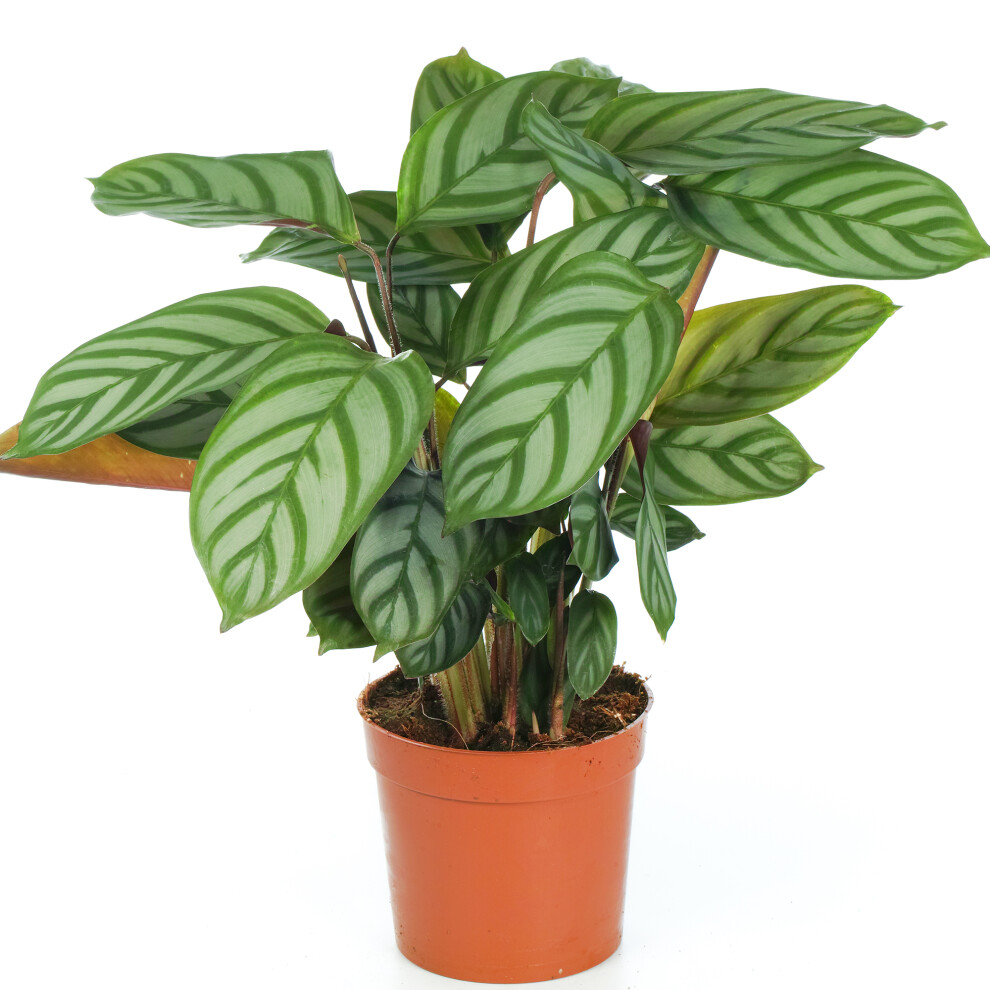 Gardeners Dream Calathea Compact Star (12Cm)