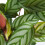 Gardeners Dream Calathea Compact Star (12cm) V1 4