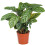 Gardeners Dream Calathea Compact Star (12cm) V1 3