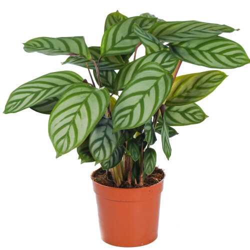 Gardeners Dream Calathea Compact Star (12cm) V1 2