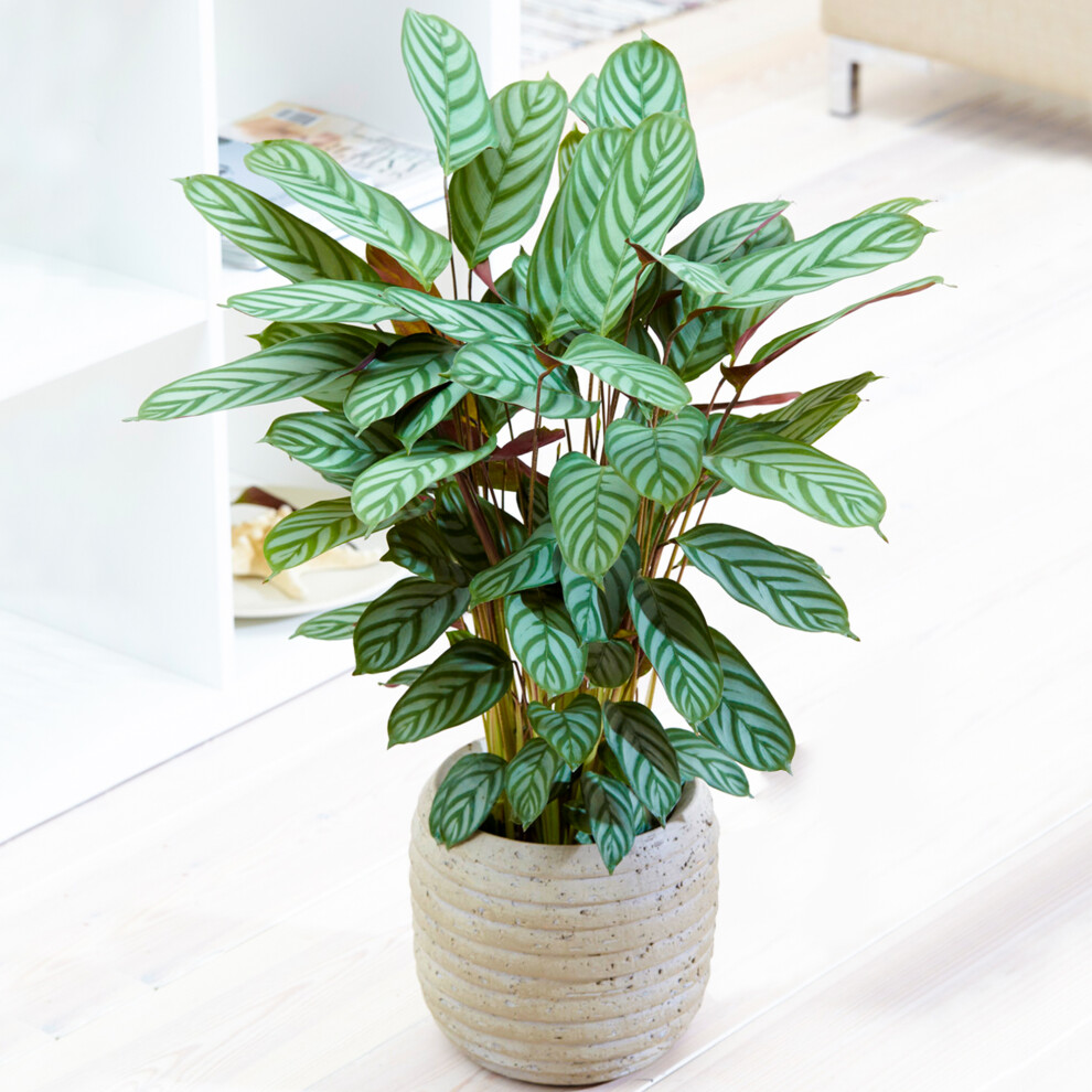 Gardeners Dream Calathea Compact Star (12Cm) V1