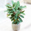 Gardeners Dream Calathea Compact Star (12cm) V1 2