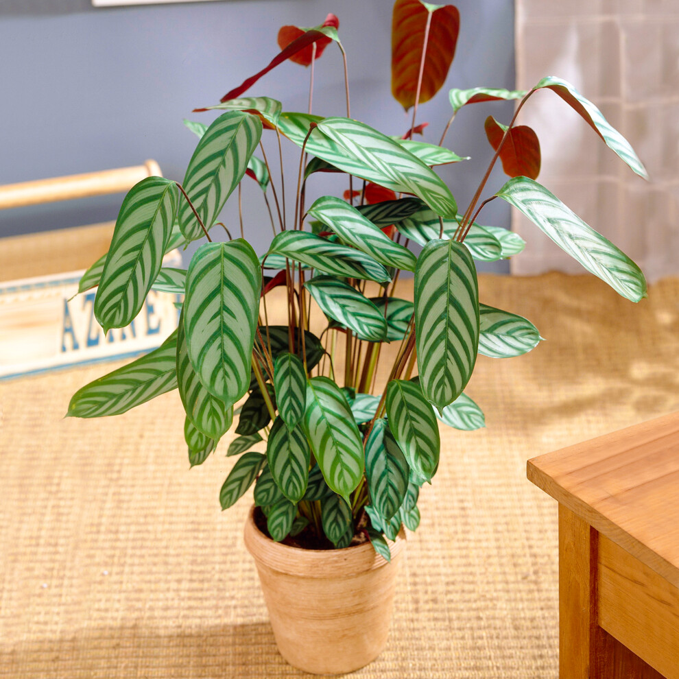 Gardeners Dream Calathea Compact Star (12Cm) V2