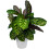 Gardeners Dream Calathea Flamestar (14cm) 2