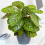 Gardeners Dream Calathea Flamestar (14cm) V1 1