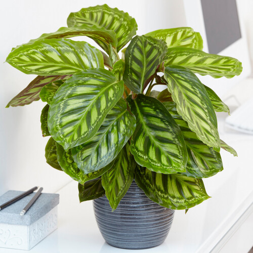 Gardeners Dream Calathea Flamestar (14cm) V1